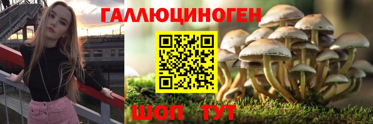 Чебоксары  Галлюциногенные грибы Psilocybe  Псилоцибиновые грибы ЛСД  Вход с VPN 